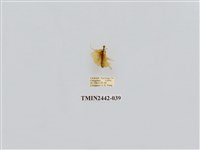 藏品(淡白凹苔蛾)的圖片